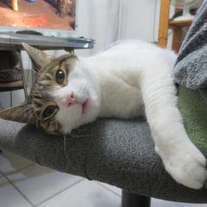 Meet your Posher, Wayne